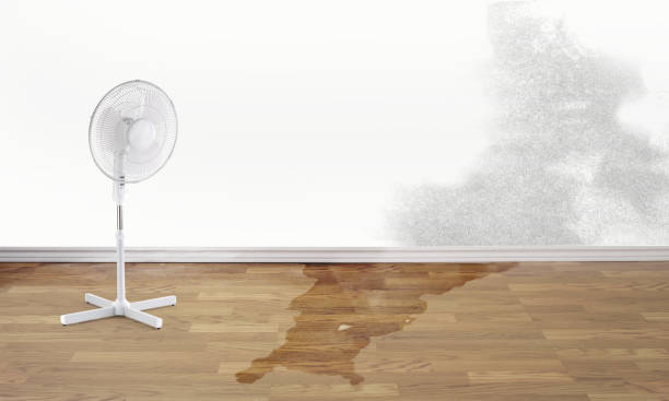 Best Mold removal after water damage  in Vidalia, LA